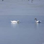 Поморийское озеро с лебедями