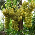 Виноград Болгария